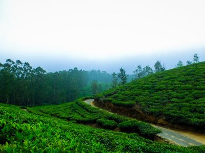 india-fog-tea-cool-tea-leaves