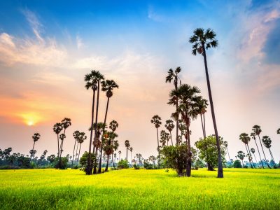 Landscape of Sugar palm and rice field at sunset.
